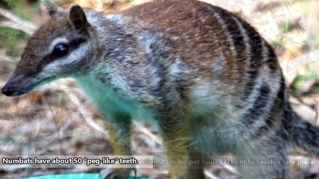 Numbat Facts: Also Known As Banded Anteaters | Animal Fact Files