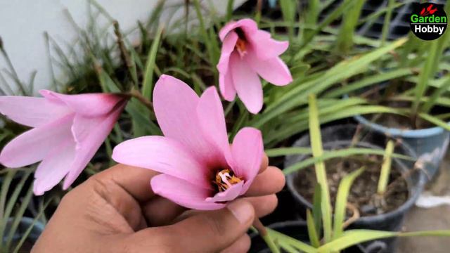 Rain Lily Flower Red, Pink, Yellow, Chinda, Lavalone Jumbo | Rain Lily Plant Care | Rain Lily Color смотреть онлайн