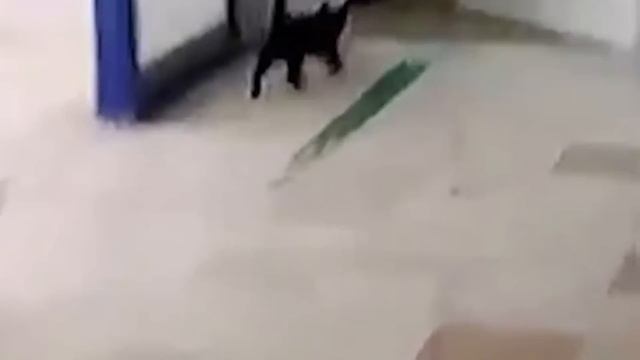 12 Animals That Can Do The Impossible смотреть онлайн