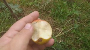 Груша сорт раннезимний Киргизская зимняя