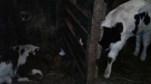 Сколько раз доить корову после отела?!