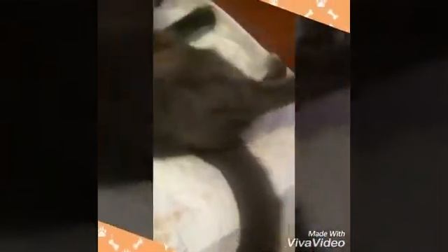 Роды британской кошки)) смотреть онлайн