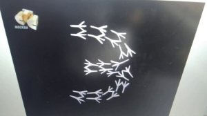 Улица Сезам - The Russian Alphabet Jungle Game Part 5 (FINAL) (Ъ-Я)