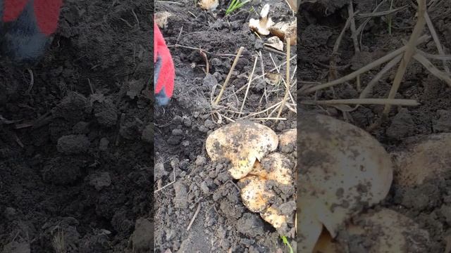 Собираем подтопольник. Рядовка тополевая или валуи. Сезон 2023. Сезон 2022 - КОПАЕМ ГРИБЫ смотреть онлайн