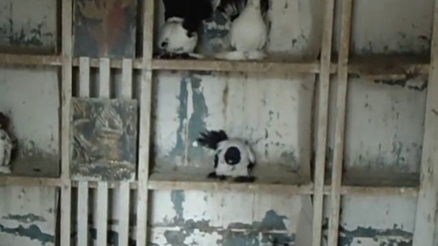 Статные крестовые голуби Василия Крынкина 1 смотреть онлайн