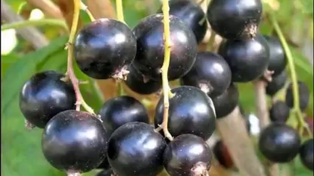 ЧЁРНАЯ СМОРОДИНА ПИГМЕЙ # описание