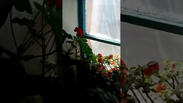 Уйдогу гулдор😻 смотреть онлайн