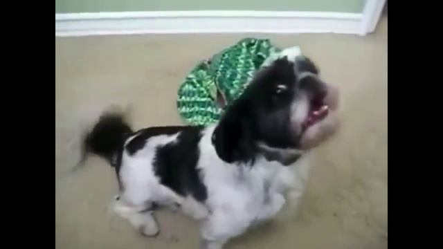 Собака орет | Funny dog смотреть онлайн