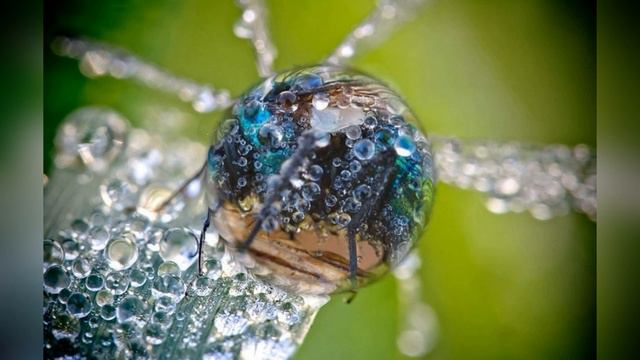 мир в утренней росе