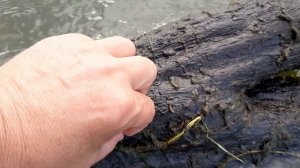 Как добыть ручейник (шитик)?