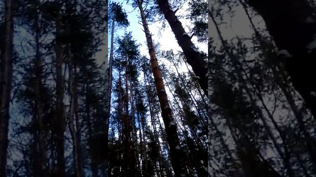 Тишина. Только снег под лыжами скрипит. смотреть онлайн