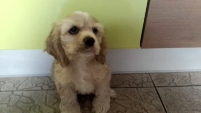 американский кокер спаниель смотреть онлайн