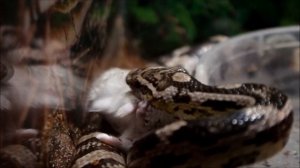 Маисовый полоз! Крысиная змея. Кормление змеи