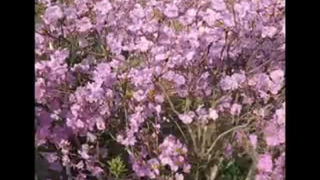 БАМ - Дипкун(1975-2008) смотреть онлайн