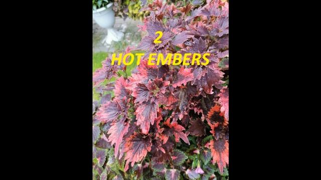 КОЛЕУС)))) Обновленный ВидиоАЛЬБОМ  на 2022 год)))