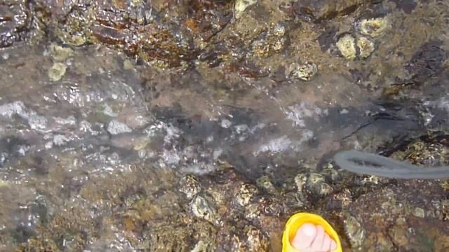 ШРИ ЛАНКА! ЖИВОТНЫЙ МИР! смотреть онлайн