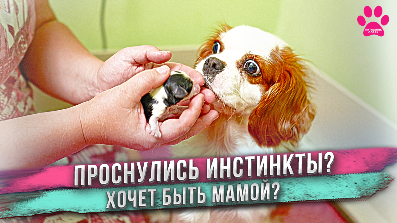 Леди становится хорошей мамой? смотреть онлайн