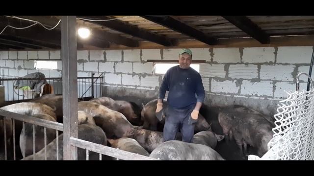 5 месяцев откорма свиней на горохе. Свиноводство. смотреть онлайн