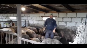 5 месяцев откорма свиней на горохе. Свиноводство.