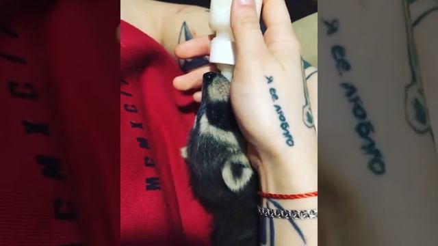 Вскармливание малыша енотика. Енот-полоскун,начало пути) смотреть онлайн