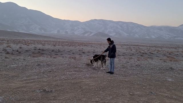 Бойка - аборигенная собака! Туркменский Волкодав Aboriginal Dog Alabai