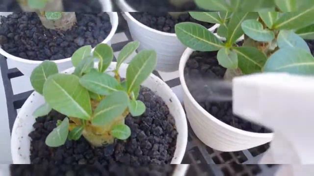 ADENIUM  // ARABICUM  HYBRID // Slow Release Fertilizer