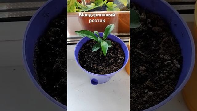 Росток мандарина смотреть онлайн