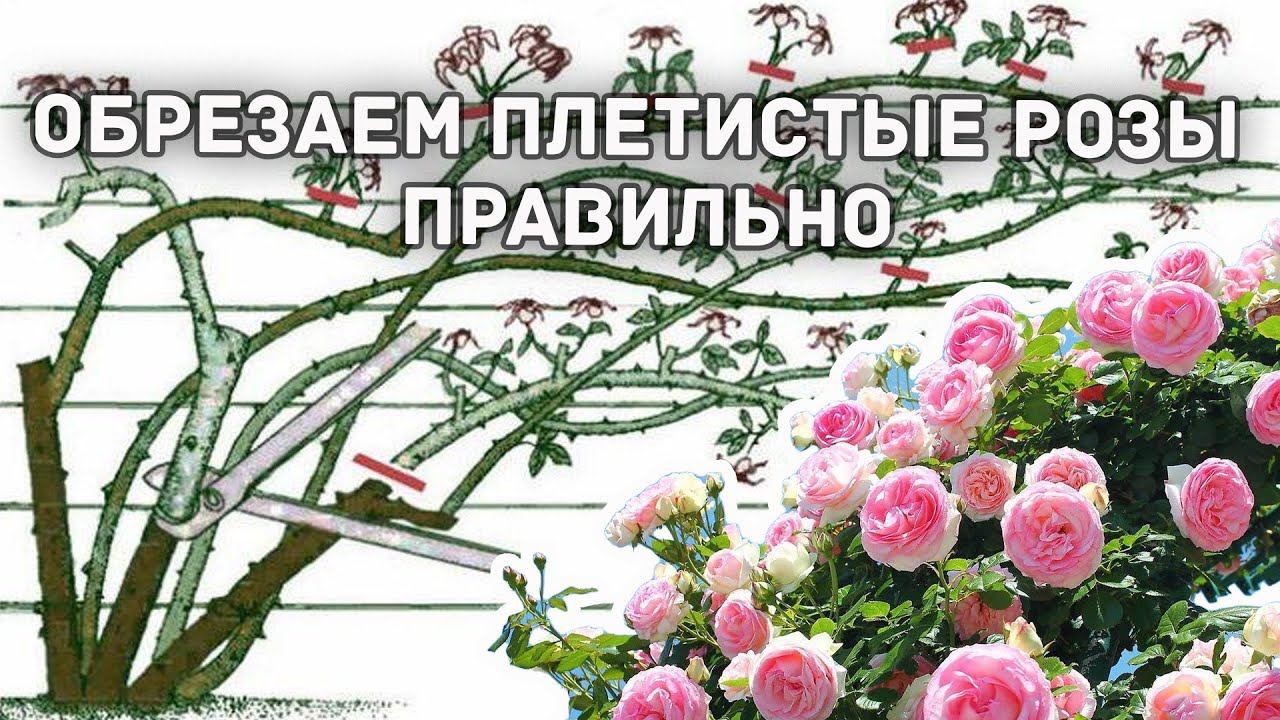Обрезка плетистых роз: как правильно и зачем? смотреть онлайн