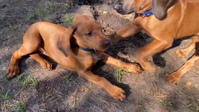 Цвет настроения синий 💙 / Амон - наш царь 👑