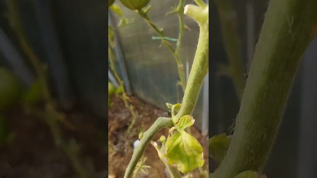 Коллекционный томат План 9 из открытого космоса в теплице смотреть онлайн