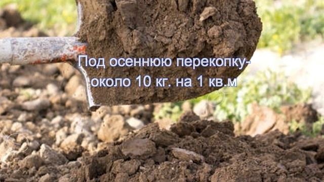Гладиолусы. Луковицы гладиолусов стали мелкими смотреть онлайн