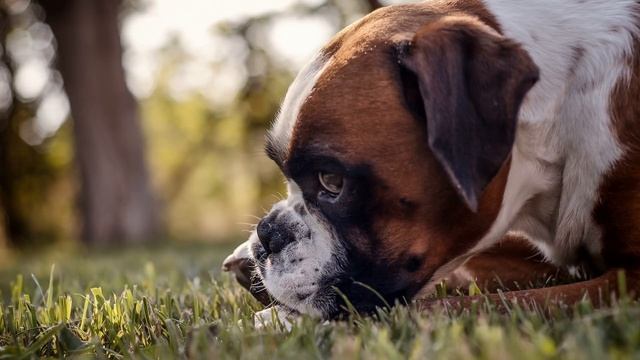 ✅ Звуки которых ваша собака полюбит! смотреть онлайн
