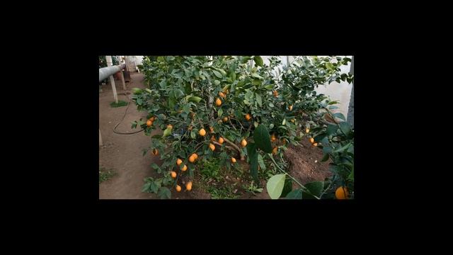 ЛИМОН МЕЙЕРА В КРЫМУ