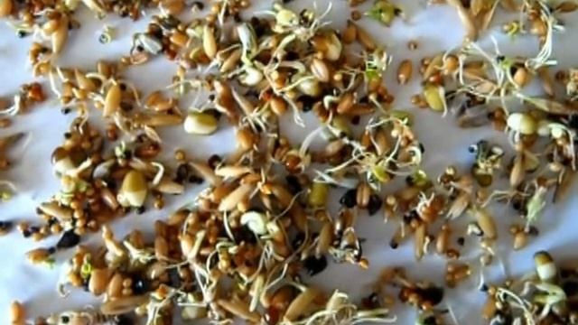 Пророщенное зерно (пророщенка) для попугаев.