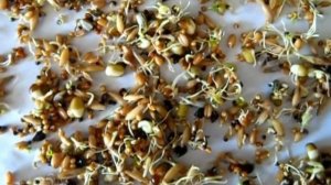 Пророщенное зерно (пророщенка) для попугаев.