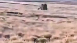 Даже волки БОЯТСЯ этих гигантов! Дикий Як – Агрессивный горный странник!