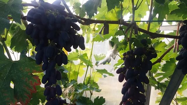 Калининградский виноград.Академик. смотреть онлайн