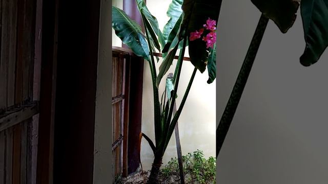 Flexing kay mother alocasia zebrina 🌱may panibagong bulaklak nanaman☺️ смотреть онлайн