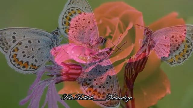 DANA DRAGOMIR___NATURALEZA___PAN FLUTE смотреть онлайн