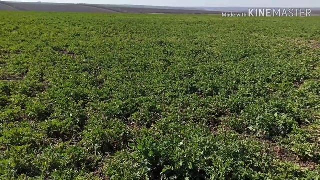 Рапс по рапсу и подсолнечнику, или рапс без посева