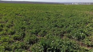 Рапс по рапсу и подсолнечнику, или рапс без посева