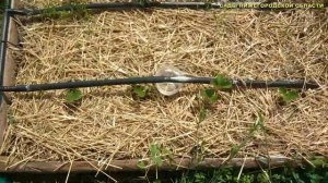 Капельный полив.Расчет капельного полива