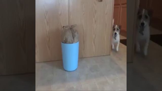 Самая преданная собака на свете! А какая у вас собака? смотреть онлайн