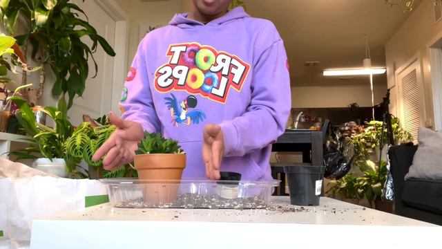 Growing Houseplant Seeds! Repotting Chit Chat | Do some Plant Chores with me! смотреть онлайн