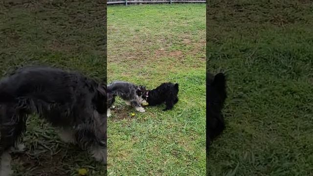 Elvis Bodine the Black Schnauzer ( international Playboy ) !!!!