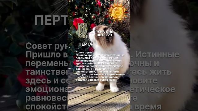 Значение руны Перта в комментариях смотреть онлайн