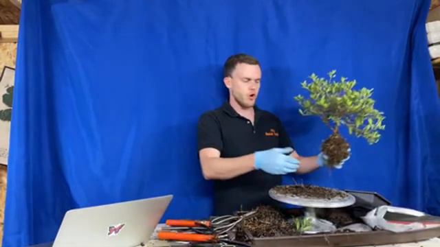 Gardenia Shohin Bonsai Demo смотреть онлайн
