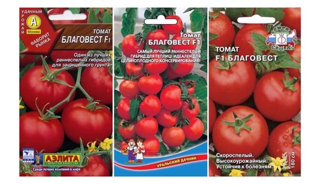 Характеристики и описание гибрида томатов Благовест F1 смотреть онлайн