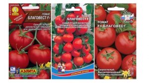 Характеристики и описание гибрида томатов Благовест F1