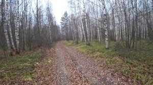 ОХОТА НА ЗАЙЦА 26.10.2022/С РУССКОЙ ГОНЧЕЙ/ЗАЯЦ ПРИШЕЛ ПО ДОРОГЕ